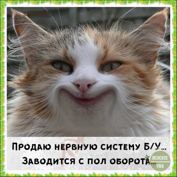 Кот смеется