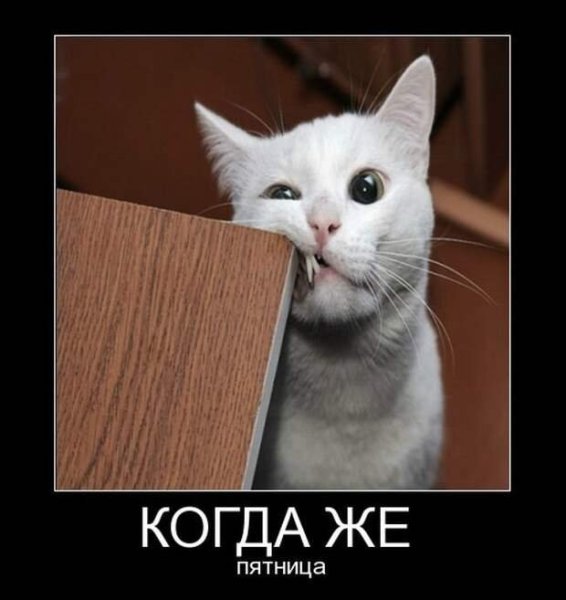 Пятница демотиваторы