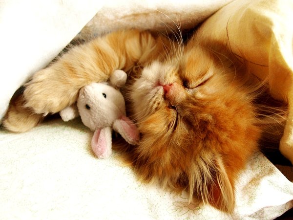 Котенок. Спокойной ночи!
