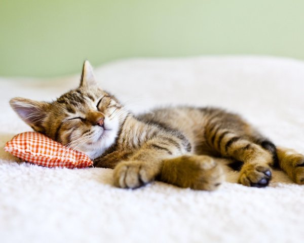 Котенок лежит