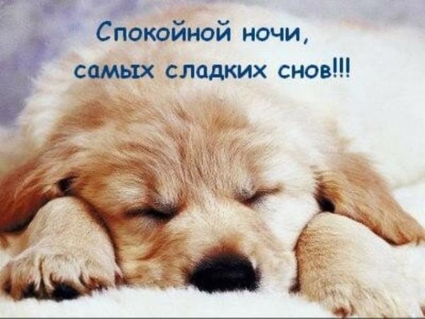 Спокойной ночи песик