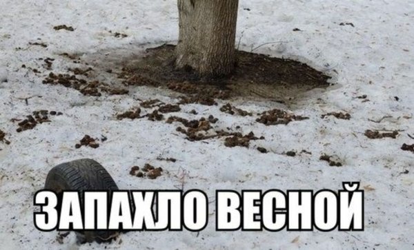 Пришла Весна, какашки