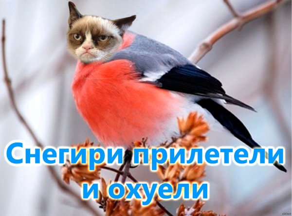Толстый Снегирь
