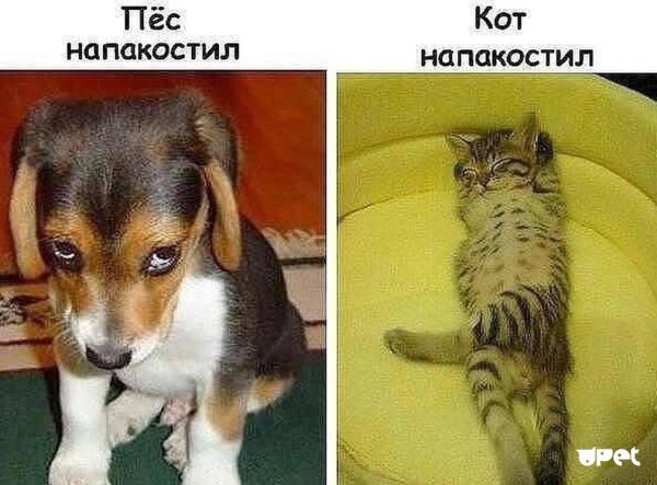 Кот напакостил