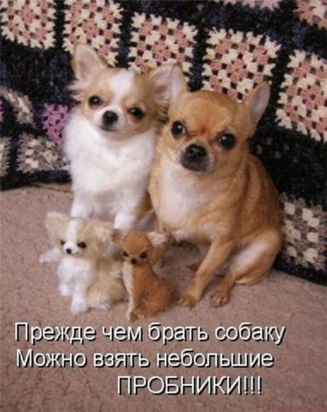 Собачки с надписями