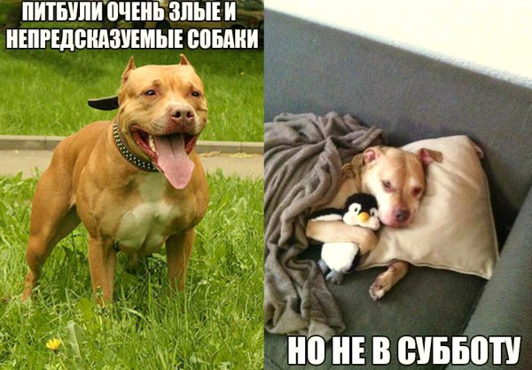 Собаки приколы с надписями