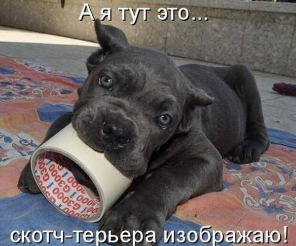 Прикольные надписи про собак