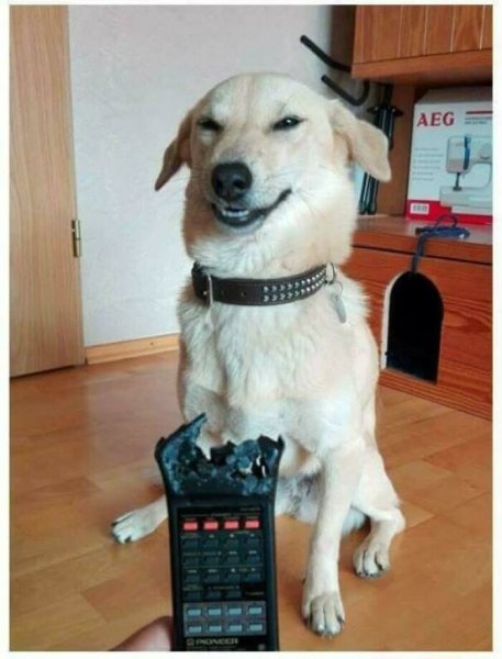 Мемы про животных