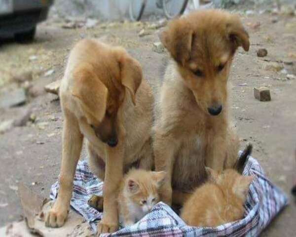 Собачки и котики с надписями