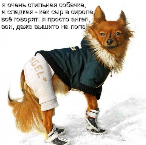 Прикольные картинки с собаками с надписями