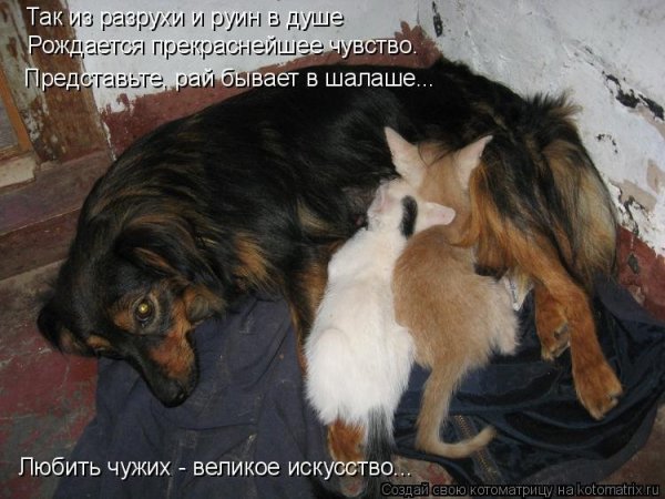 Прикольные надписи про собак