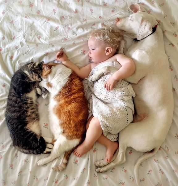 Кот для детей