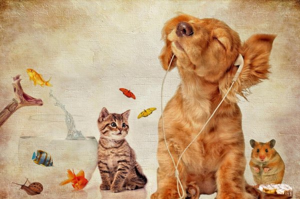 Кошка и собака обои
