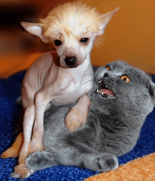 Смешные картинки животных