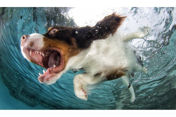 Собак в воде