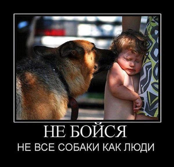 Демотиваторы человек и собака