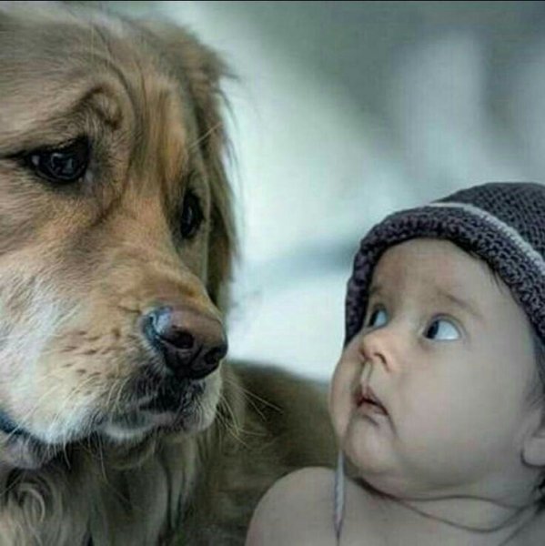 Для детей. Животные