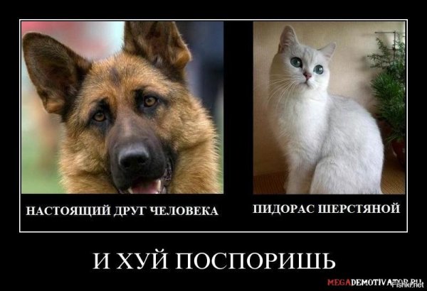 Настоящий друг человека пидорас шерстяной