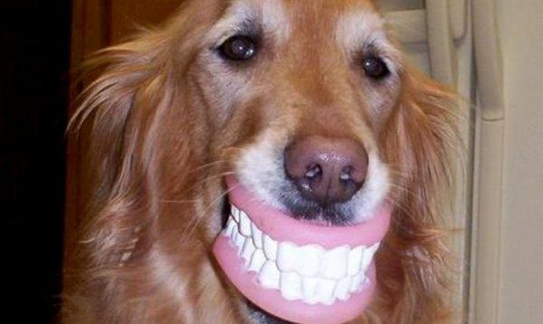 Собака с зубами