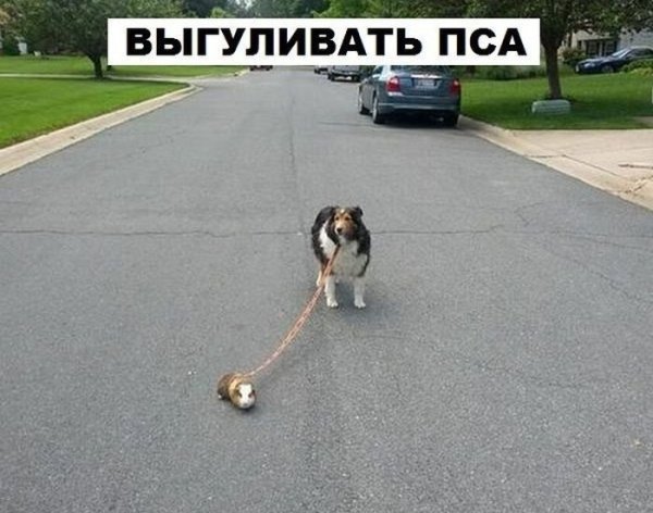 Собака выгуливает хозяина