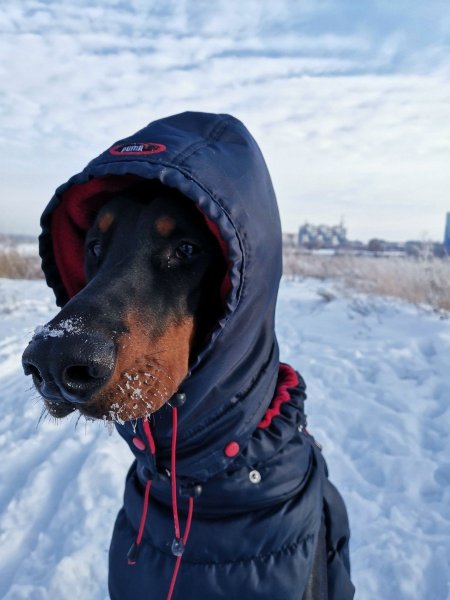 Собака замерзла
