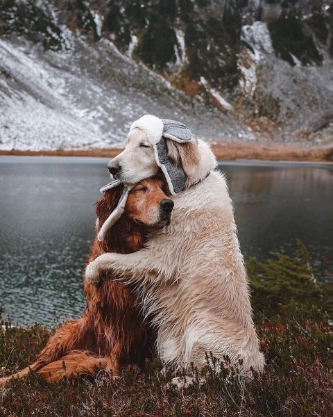 Дружба животных