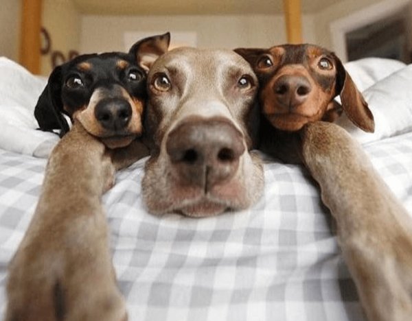 Смешные животные