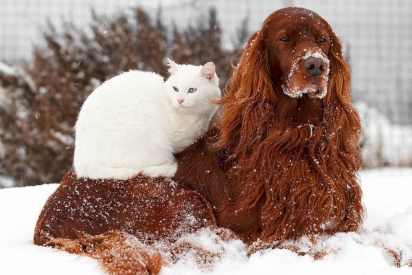 Собаки и снег