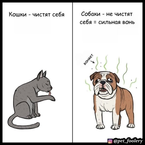 Собаки лучше котов