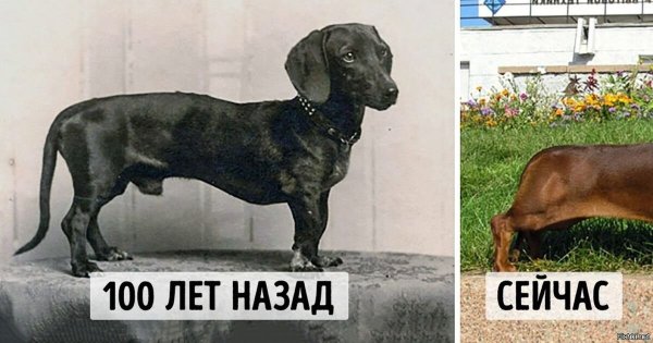 Собаки раньше и сейчас