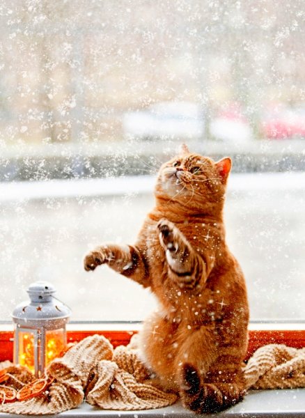 Зимние котики