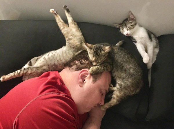 Коты спят