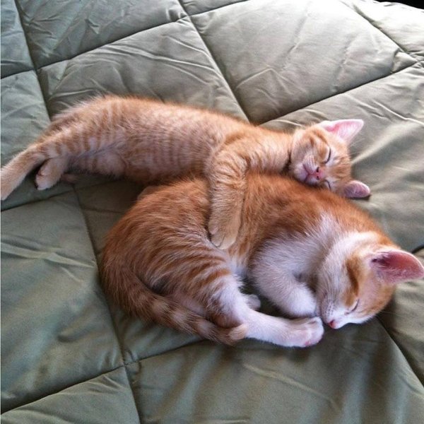 Спящий кот