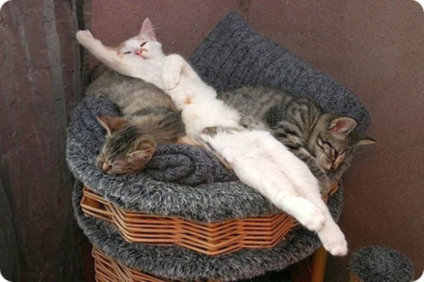 Спящие кошки фото