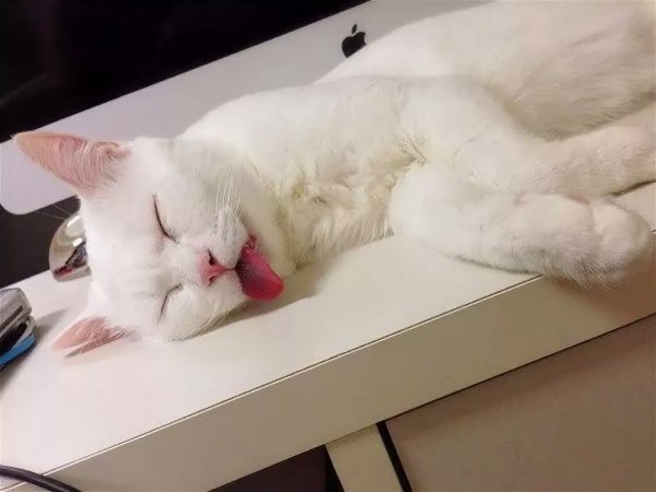 Кошка спит