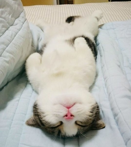 Сонный котик
