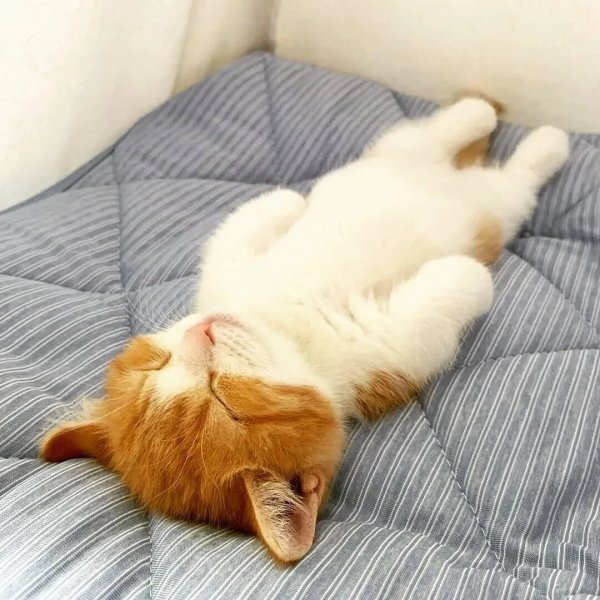 Котенок спит