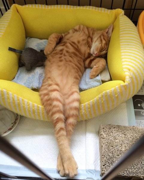 Спящие кошки