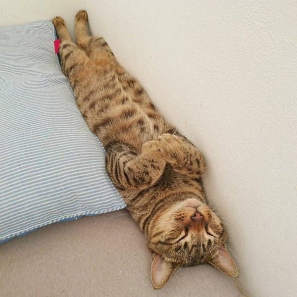 Ленивые коты