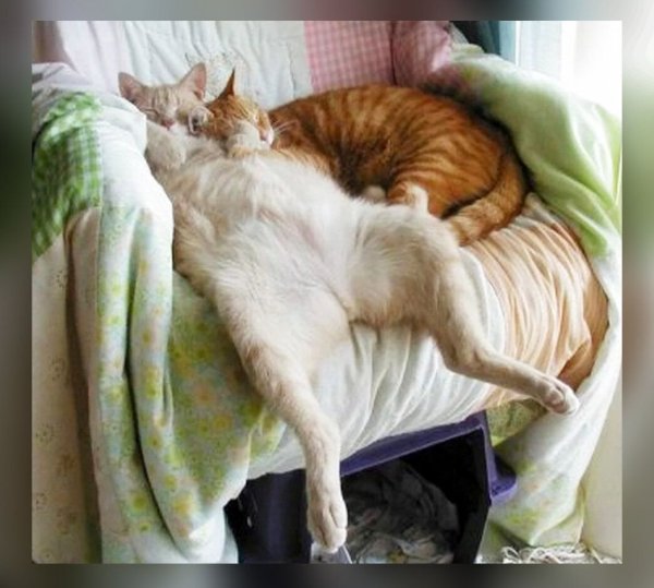 Спящие котики