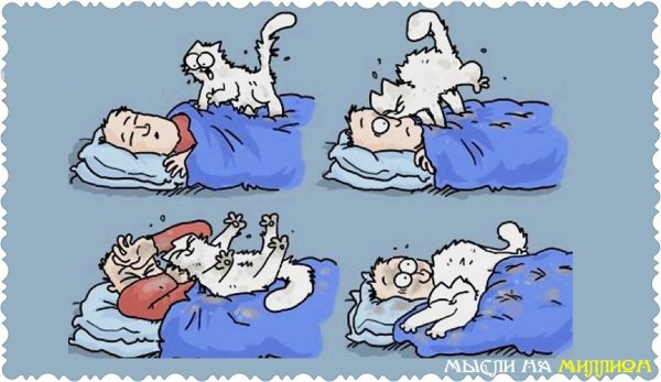 Кот утром будит хозяина