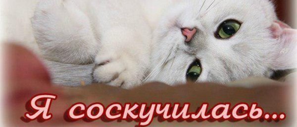 Я соскучилась
