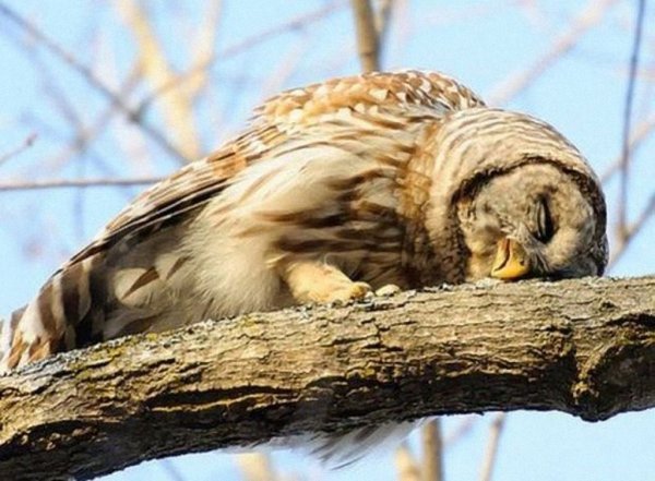 Сова спит