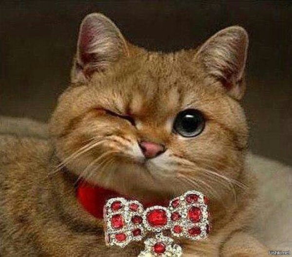 Спасибо кот