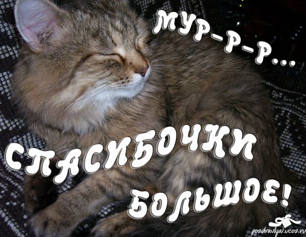 Спасибо кот
