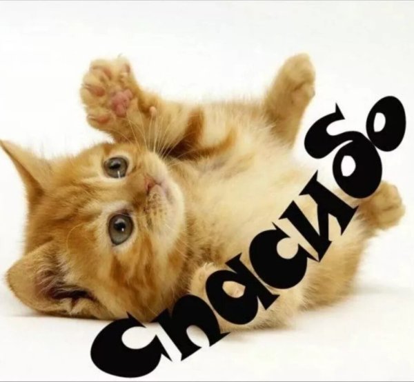 Котик в спа