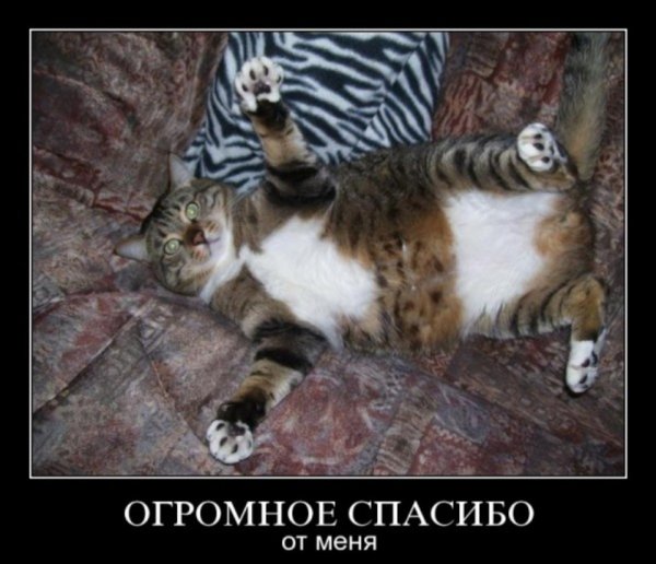 Спасибо кот прикол