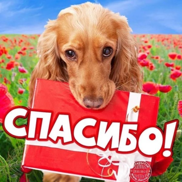 Спасибо с собачкой