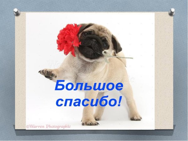 Спасибо за внимание Мопс