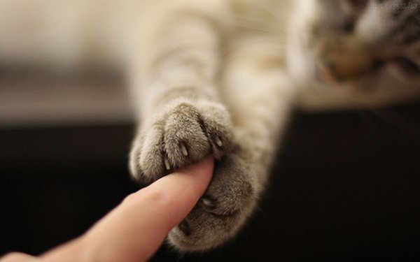 Кот тянет лапу